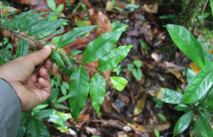 Figura 11. Planta hospedera <i>Myrcia aplendens</i>, (Myrtaceae) posición hojas, de <i>Brachyglenis dinora</i>, (Riodinidae). Foto Anabelle Córdoba, 11 Agosto 2018.