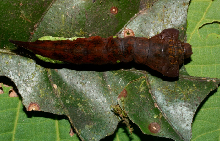 Figura 11. Dorsal entero <i>Oxytenis nubila</i> (Saturniidae). Sector San Pitilla, Sendero Naciente, (elevación 700 metros). Colectada 18 mayo 2008. (08-SRNP-31706-DHJ440653).