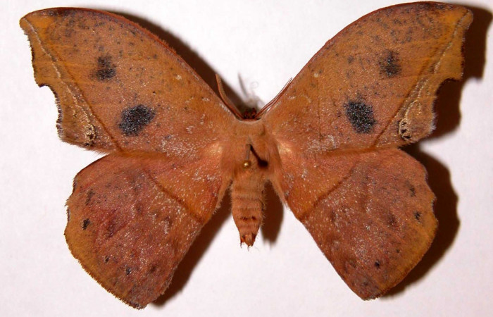 Figura 18. Adulto de <i>Oxytenis nubila</i> (Saturniidae), posición dorsal. (01-SRNP-22160-DHJ33904).