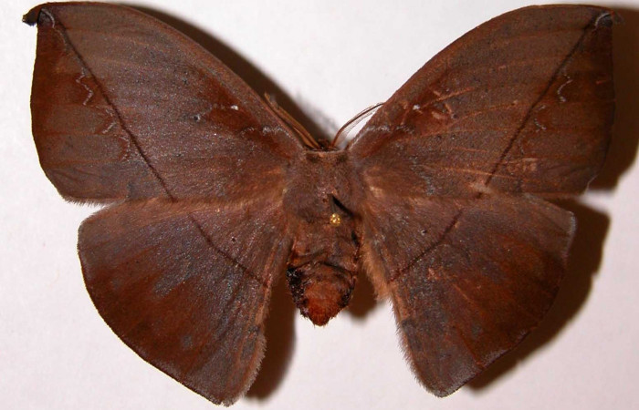 Figura 19. Adulto de <i>Oxytenis modoccidentalis</i> (Saturniidae), posición dorsal. (01-SRNP-22160-DHJ33904).