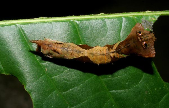 Figura 1. Dorsal entero <i>Oxytenis nubila</i> (Saturniidae). Sector San Cristóbal, Tajo Angeles, (elevación 540 metros). Colectada 27 octubre 2008. ( 08-SRNP-6010-DHJ444983.jpg).