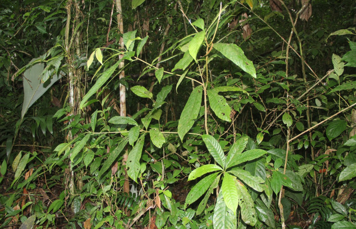 Figura 20. Planta hospedera de <i>Oxytenis nubila</i>. Planta Chimarrhis parviflora (Rubiaceae).