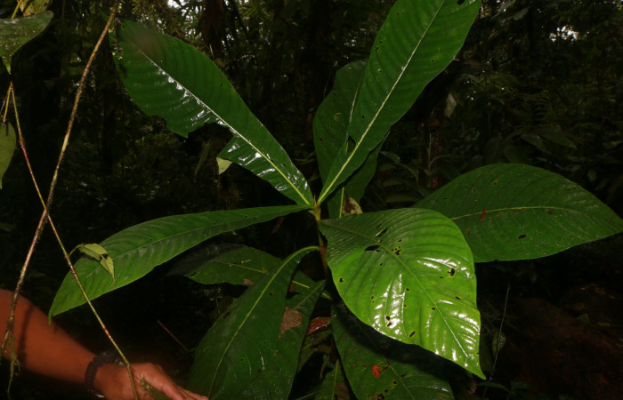 Figura 21. Planta hospedera de <i>Oxytenis modoccidentalis</i>. Planta <i>Genipa americana</i> (Rubiaceae).