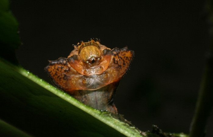 Figura 2. Cabeza <i>Oxytenis nubila</i> (Saturniidae). Sector San Cristóbal, Tajo Angeles, (elevación 540 metros). Colectada 27 octubre 2008. ( 08-SRNP-6010-DHJ444987.jpg).