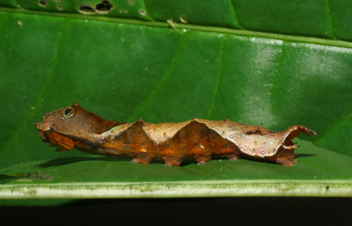 Figura 4. Lateral entero <i>Oxytenis nubila</i> (Saturniidae). Sector San Cristóbal, Tajo Angeles, (elevación 540 metros). Colectada 27 octubre 2008. ( 08-SRNP-6010-DHJ444984.jpg).