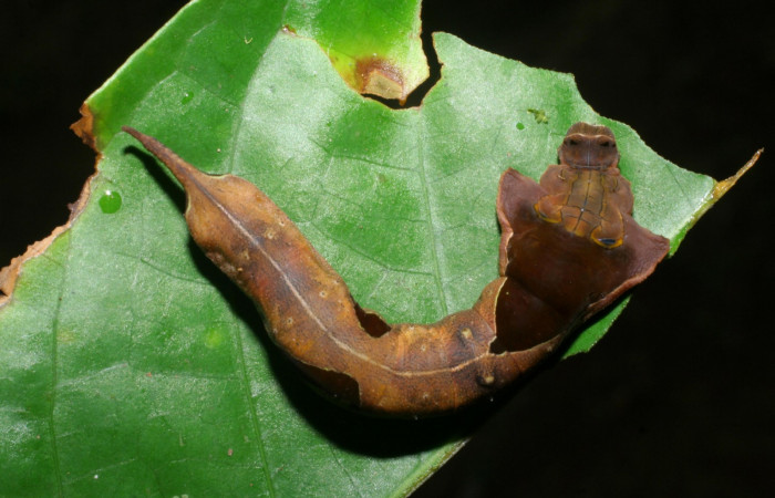 Figura 7. Dorsal entero <i>Oxytenis nubila</i> (Saturniidae). Sector San Pitilla, Sendero Naciente, (elevación 700 metros). Colectada 18 mayo 2008. ( 08-SRNP-31210-DHJ438916.jpg).