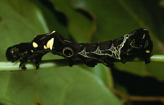 Figura 2. Larva de <i>Eudocima colubra</i> (Erebidae) penúltimo estadio. Posición dorsal. Voucher: 03-SRNP-4176-DHJ73103.jpg.