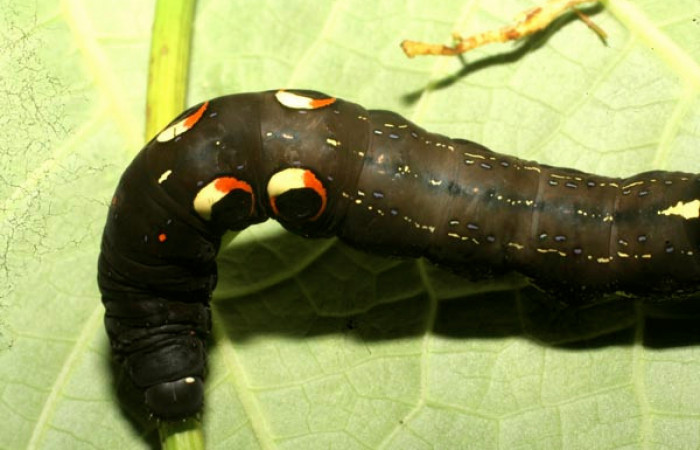 Figura 4. Larva de <i>Eudocima apta</i> (Erebidae).Posición dorsal. Último estadio.Voucher: 10-SRNP-65061-DHJ479113.jpg.