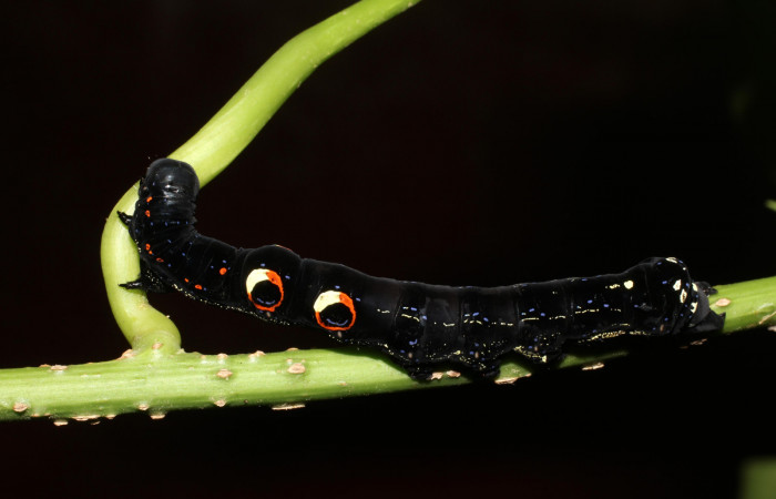 Figura 1. Larva de <i>Eudocima apta</i> (Erebidae) penúltimo estadio. Posición dorsal. Voucher: 17-SRNP-905-DHJ704406.jpg.