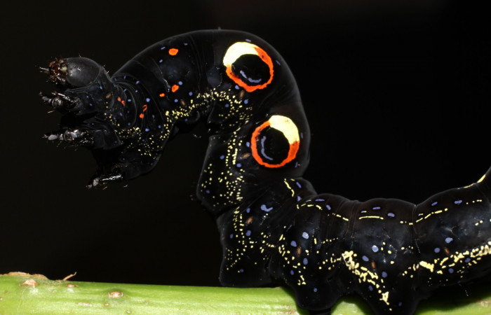 Figura 6. Larva de <i>Eudocima apta</i> (Erebidae).Posición dorsal. Último estadio.Voucher: 17-SRNP-905-DHJ704419.jpg.