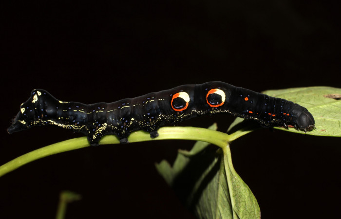 Figura 7. Larva de <i>Eudocima apta</i> (Erebidae).Posición lateral. Último estadio.Voucher:17-SRNP-905-DHJ704436.jpg.