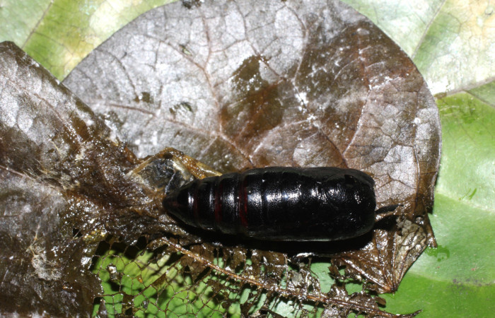 Figura 8. Pupa de <i>Eudocima apta</i> (Erebidae). Voucher:17-SRNP-905-DHJ704488.jpg.