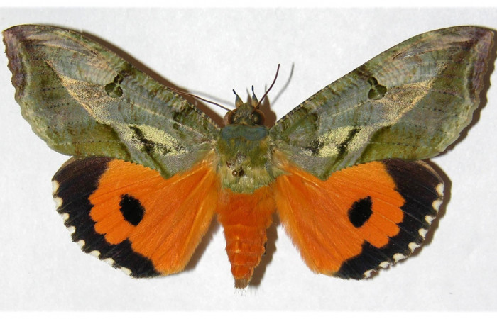 Figura 11. Adulto de <i>Eudocima apta</i> (Erebidae). Voucher: 98-SRNP-8348-DHJ315274.