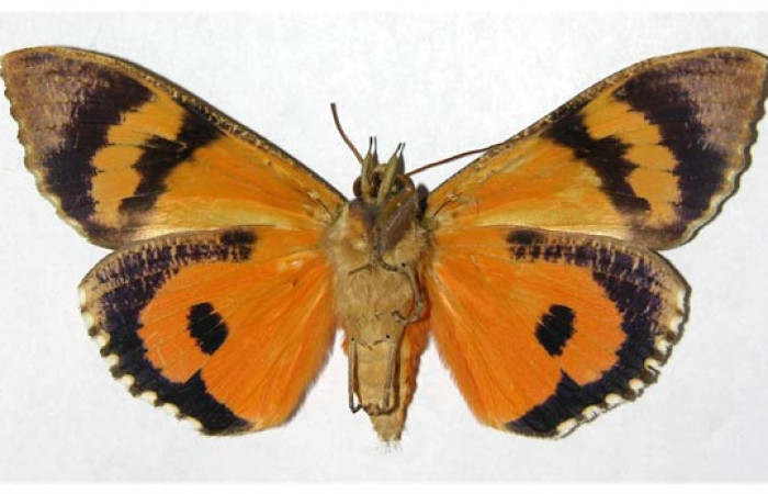 Figura 12. Adulto de <i>Eudocima apta</i> (Erebidae). Voucher: 98-SRNP-8348-DHJ315275.