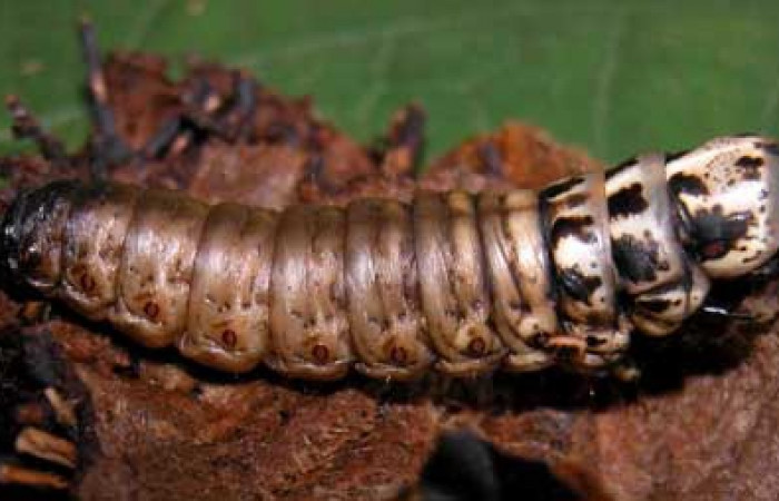 Figura 9. Detalle de seda, (Psychidae). (04- SRNP-32123-DHJ401505).    