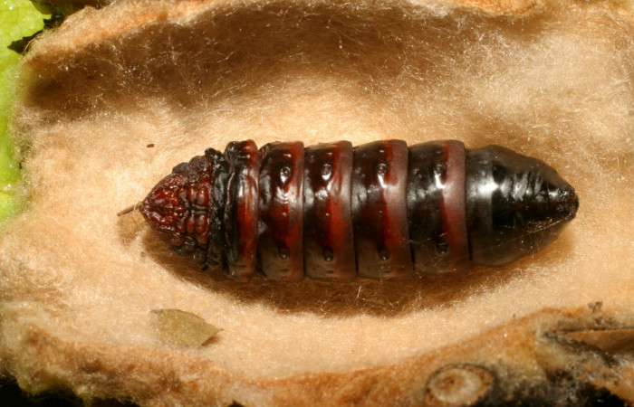 Figura 10. Detalle de seda y pupa <i>Oiketicus kirbyi</i>, (Psychidae). (06-SRNP-41519-DHJ414358).
