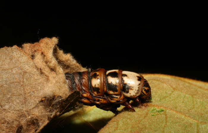 Figura 7. Detalle de cabeza, (Psychidae). (07-SRNP-33104-DHJ427506).    