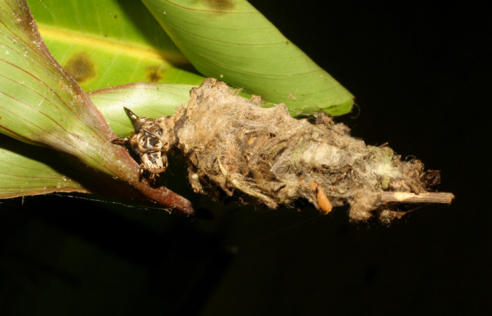5. Detalle de refugio y alimentación <i>Oiketicus kirbyi</i> (Psychidae). (07-SRNP-41429-DHJ422388).