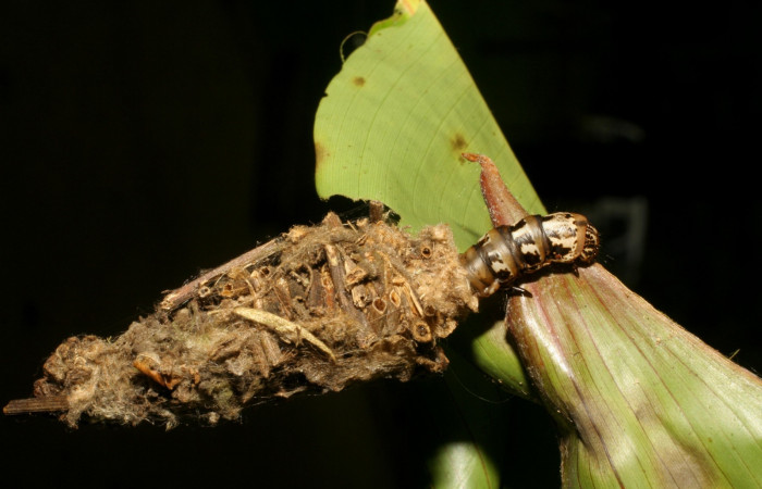 Figura 4. Detalle del refugio <i>Oiketicus kirbyi</i> (Psychidae). (07-SRNP-41429-DHJ422391).     