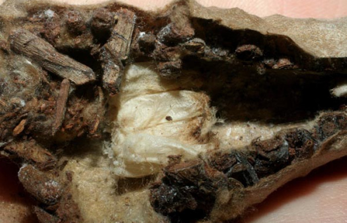 Figura 11. Detalle de capullos de parásitos de la familia (Braconidae) <i>Digonogastra montylloydi</i>, en <i>Oiketicus kirbyi</i> (Psychidae). (08-SRNP-70260-DHJ462731).    