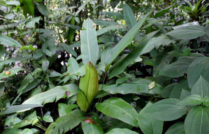 Fig 1. Unas de las planta hospedera donde se alimenta <i>Oiketicus kirbyi</i> (Psychidae) <i>Heliconia irrasa</i> (Heliconiacae). Foto, Minor Carmona, Sendero Aura, Estación Biológica Wege, 6 de Julio 2020.