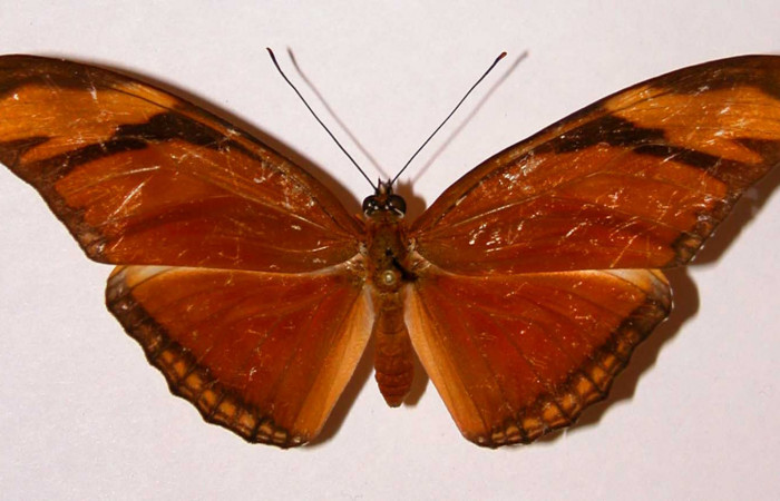  Fig. 1 Adulto vista dorsal de la hembra de <i>Dryas iulia</i>(Nymphalidae) mide 89 mm. Area Administrativa , Sector Santa Rosa, 295 m. 81-SRNP-629-DHJ34054.