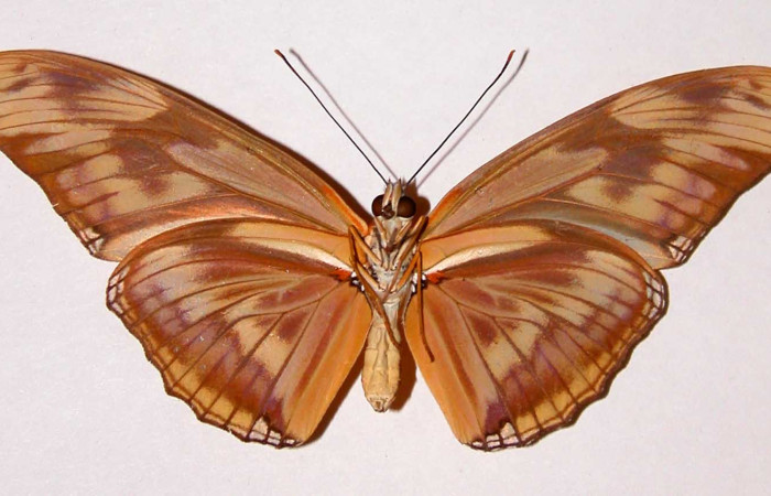  Fig. 2. Adulto vista ventral de la hembra de <i>Dryas iulia </i>(Nymphalidae) mide 89 mm. Area Administrativa , Sector Santa Rosa, 295 m. 81-SRNP-629-DHJ34055.