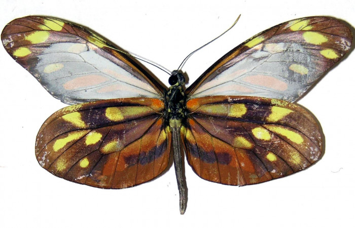 2. Adulto vista dorsal de la macho <i>Dismorphia praxinoe</i> (Pieridae) mide 67mm. Vado Rio Cucaracho Sector San Cristobal, 640 m.00-SRNP-21988-DHJ310014.