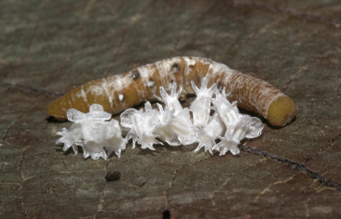 10. Capullo de (Braconidae) salió de larva <i>Dismorphia praxinoe</i> (Pieridae). mide 23mm. Pasmompa Sector Pitilla , 440 m. 18-SRNP-30237-DHJ743456.jpg