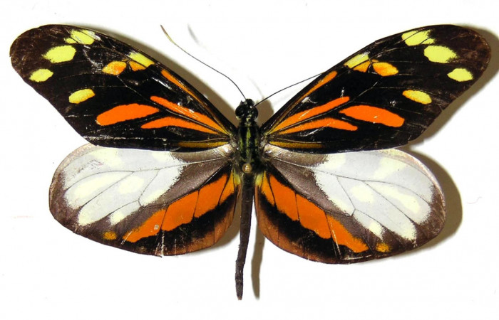 1. Adulto vista dorsal de la macho <i>Dismorphia praxinoe</i> (Pieridae) mide 67mm. Vado Rio Cucaracho Sector San Cristobal, 640 m.00-SRNP-21988-DHJ310014.