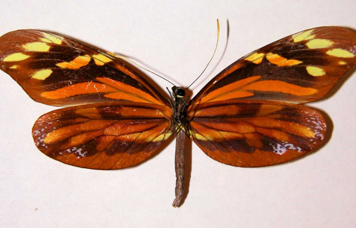 4. Adulto vista dorsal de la hembra <i>Dismorphia praxinoe</i> (Pieridae) mide 82mm. Pasmompa Sector Pitilla , 440 m. 01-SRNP-22965-DHJ34527.