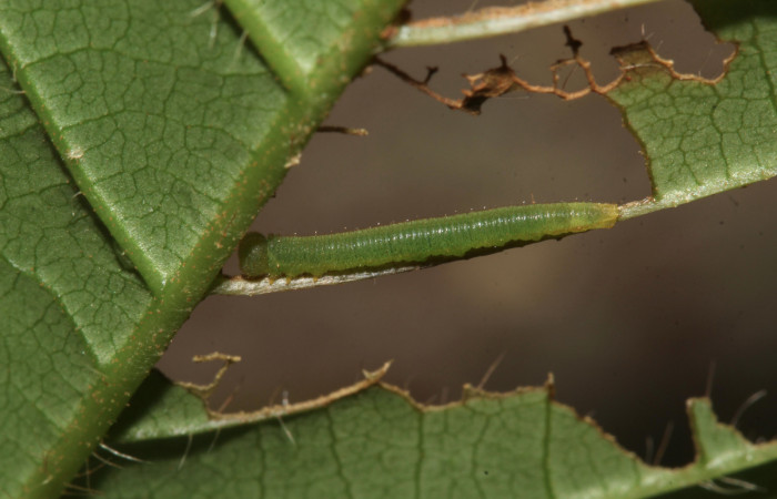 6. Larva <i>Dismorphia praxinoe</i> (Pieridae) mide 10mm. Sendero Orosilito, Sector Pitilla , 440 m. 18-SRNP-31024-DHJ744402.jpg