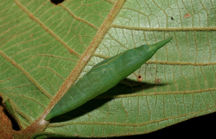  8. Pupa <i>Dismorphia praxinoe</i> (Pieridae) mide 81mm. Pasmompa, Sector Pitilla , 440 m. 07-SRNP-5106-DHJ7436675.