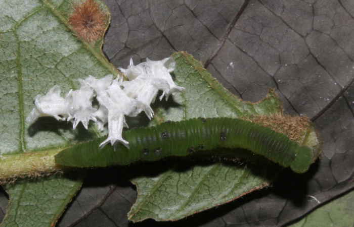 9. Capullo de (Braconidae) salio de larva <i>Dismorphia praxinoe</i> (Pieridae). Pasmompa Sector Pitilla , 440 m. 18-SRNP-31025-DHJ744866.jpg