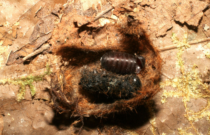 Fig.12 Restos de prepupa <i>Turuptiana obliqua</i> con pupario del parásito Tachinidae, <i>Leschenaultia</i> Wood05. Voucher: 04-SRNP-220-DHJ401388.jpg.