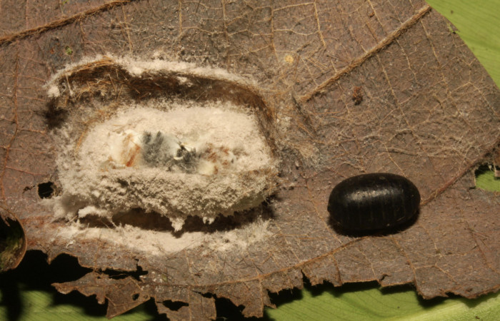 Fig.13 Pupario de Tachinidae, parásito del Erebidae, <i>Turuptiana obliqua</i>. Voucher: 16-SRNP-30636-DHJ729796.jpg.