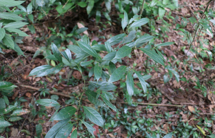 Fig.15 Planta <i>Cinnamomum brenesii</i> (Lauraceae), hospedera de la larva <i>Turuptiana obliqua</i>, (Erebidae), Sector Mundo Nuevo, PLP07, Foto  Elieth Cantillano  14 Diciembre 2020.
