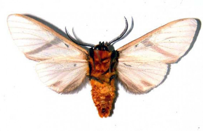 Fig.2 Adulto <i>Turuptiana obliqua</i>, mostrando la parte ventral.Voucher: 01-SRNP-22038-DHJ38921.