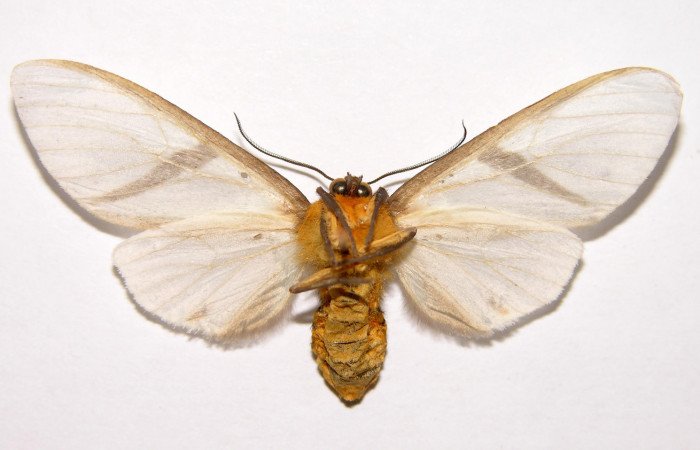Fig.4 Adulto <i>Turuptiana obliqua</i>, mostrando la parte ventral.Voucher: 01-SRNP-22357-DHJ93203.