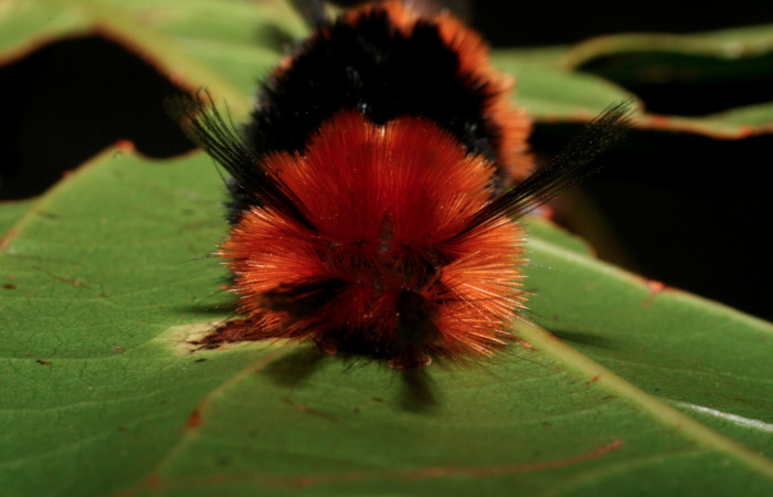 Fig.8 Larva <i>Turuptiana obliqua</i>, mostrando la parte trasera.Voucher: 09-SRNP-55853-DHJ459949.jpg.