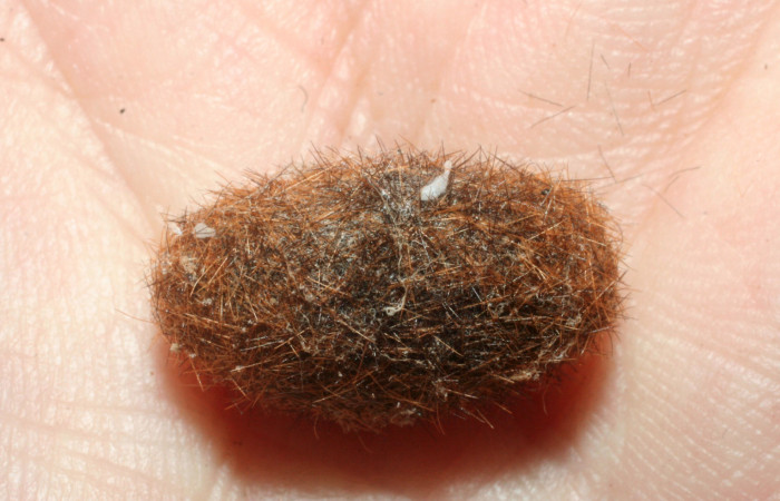 Fig.9 Capullo de Braconidae, <i>Dolichozele</i> Sharkey02, parásito del (Erebidae), <i>Turuptiana obliqua</i>. Voucher: 08-SRNP-998-DHJ453116.jpg.