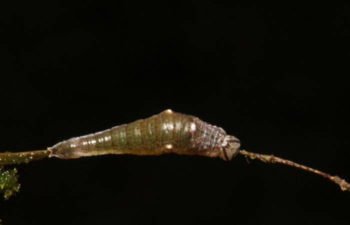 Figura 5. Larva en segundo estadio <i>Archaeoprepona</i> camillaICG02 (Nymphalidae) alimentándose en Nectandra umbrosa (Lauraceae) posición dorso (15-SRNP-40654-DHJ724409.JPG) 12 Marzo 2015, San Lucas  (elevación 400 metros).