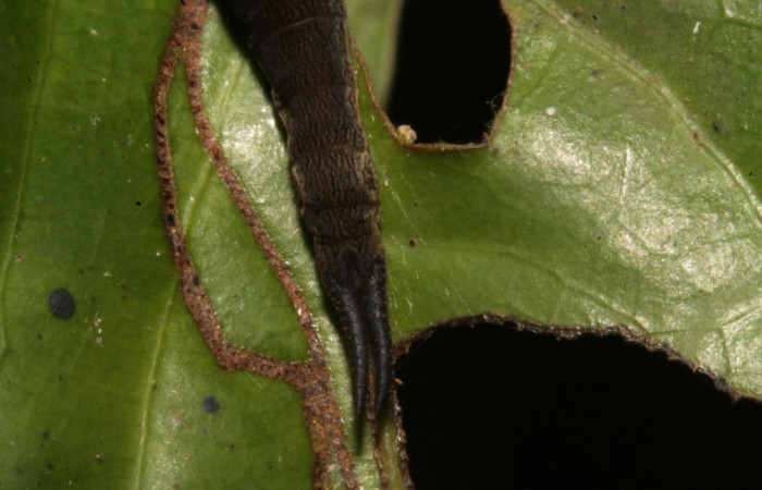 Figura 8. Larva en tercer estadio <i>Archaeoprepona</i> camillaICG02 (Nymphalidae) alimentándose en Nectandra umbrosa (Lauraceae) posición cabeza (15-SRNP-40654-DHJ724430.JPG) 25 Marzo 2015, San Lucas  (elevación 400 metros).