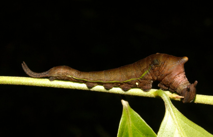 Figura 9. Larva en cuarto estadio <i>Archaeoprepona</i> camillaICG02 (Nymphalidae) alimentándose en Nectandra umbrosa (Lauraceae) posición lateral (15-SRNP-40654-DHJ724432.JPG) 11 Abril 2015, San Lucas  (elevación 400 metros).