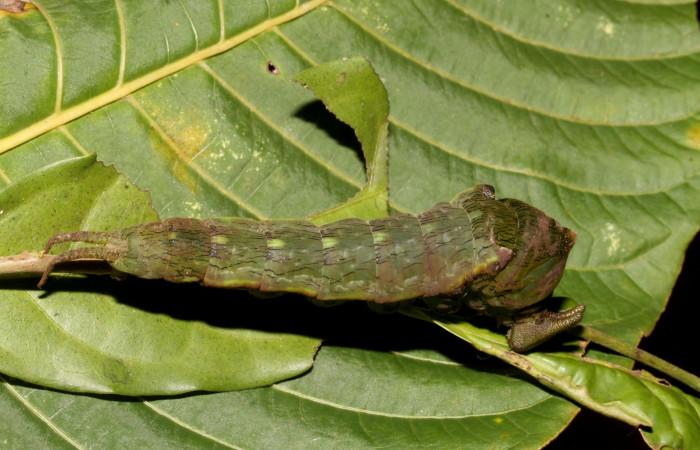 Figura 14. Larva en ultimo estadio <i>Archaeoprepona</i> camillaICG02 (Nymphalidae) alimentándose en Nectandra umbrosa (Lauraceae) posición dorso (15-SRNP-40654-DHJ724514.JPG) 12 Junio 2015, San Lucas  (elevación 400 metros).