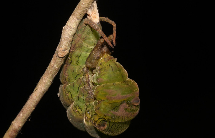 Figura 17. Larva en Prepupa <i>Archaeoprepona</i> camillaICG02 (Nymphalidae) en este estadio no se alimenta (15-SRNP-40654-DHJ724518.JPG) 17 Junio 2015, San Lucas  (elevación 400 metros).