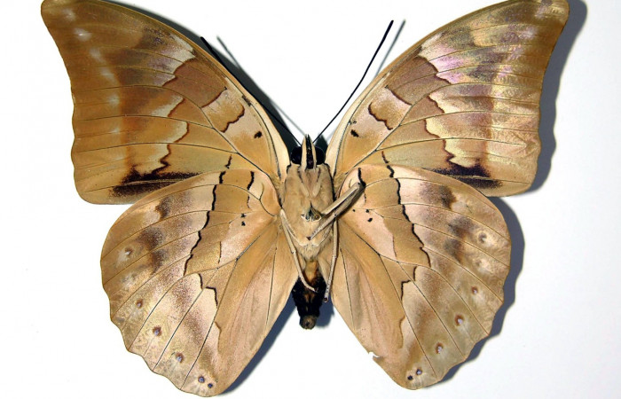 Figura 3. Adulto de <i>Archaeoprepona</i> camillaICG02 (Nymphalidae) (hembra) (99-SRNP-13456-DHJ96967.jpg).