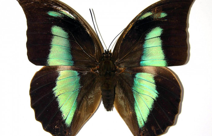 Figura 2. Adulto de <i>Archaeoprepona</i> camillaICG02 (Nymphalidae) (macho) (99-SRNP-13518-DHJ96964.jpg).