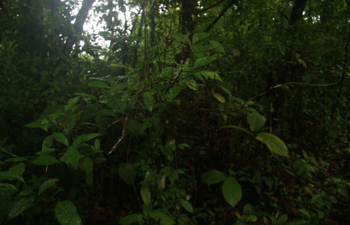 Figura 19. Planta hospedera de <i>Archaeoprepona</i> camillaICG02 (Nymphalidae) ,Planta <i>Nectandra umbrosa</i> (Lauraceae).