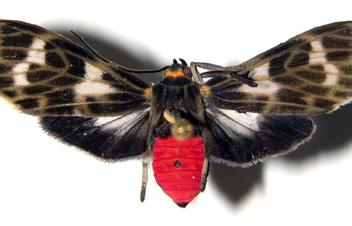 Figura 11. Adulto macho de <i>Heliura aurorina</i>. (Erebidae) mide 27 mm, posición normal parte enfocada el dorsal central.01-SRNP-10922-DHJ92372.jpg.
